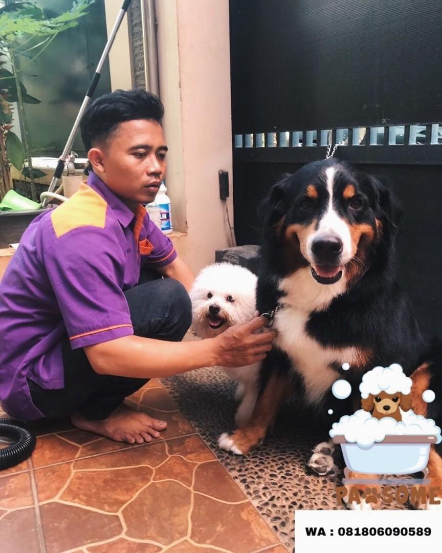 Jasa Grooming Groomer Panggilan Salon Hewan Mandi Anjing Kucing Jakarta Tangerang Depok Bekasi Perlengkapan Hewan Aksesoris Hewan Di Carousell