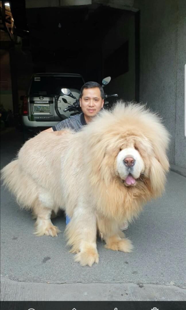 mastiff stud service