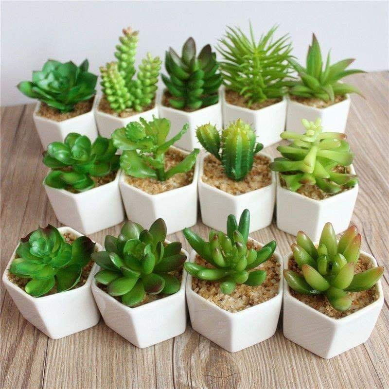 Artificial Succulents (Great for souvenir/gifts)