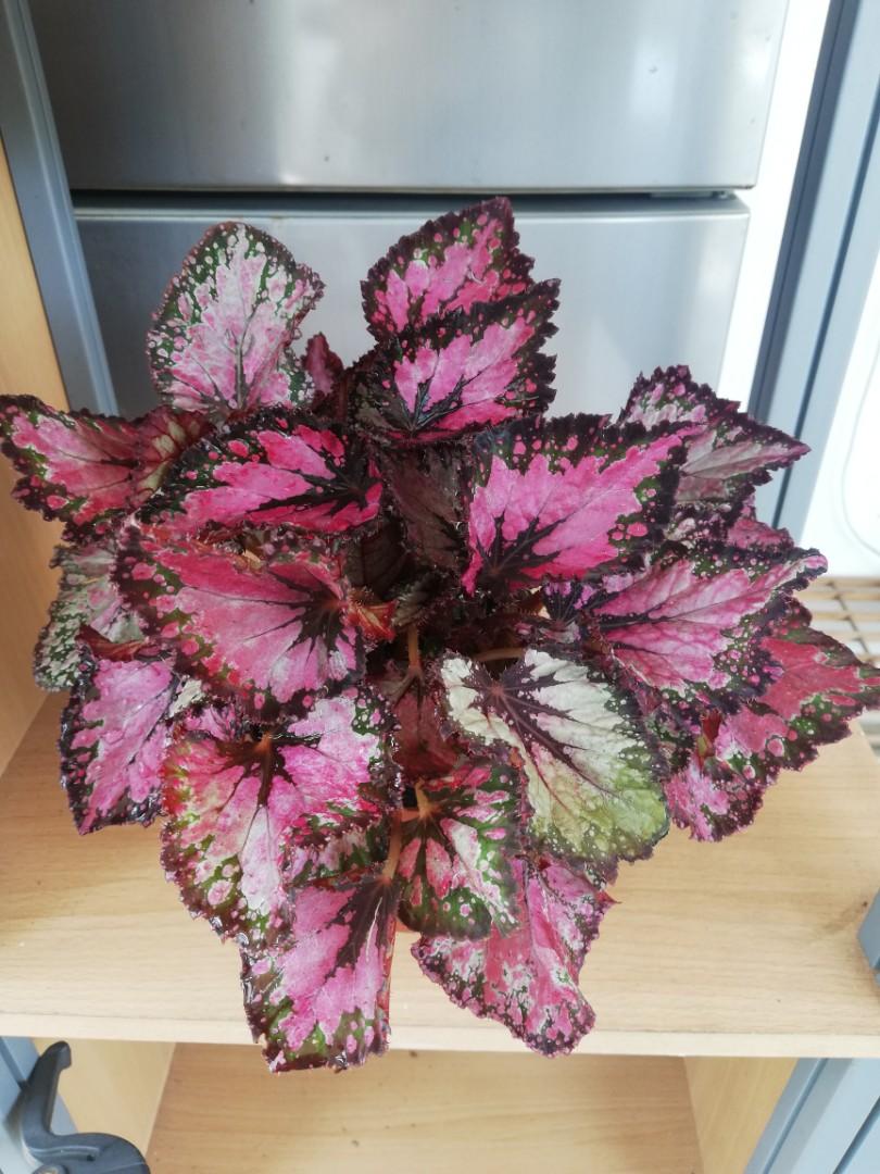 Begonia Rex, Furniture & Home Living, Gardening, Plants & Seeds on Carousell
