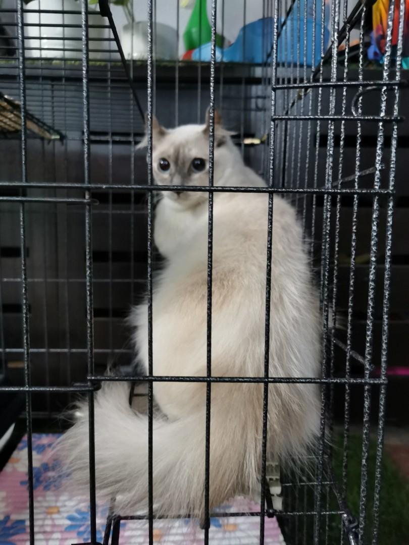 Persian Mix American Curl On Carousell