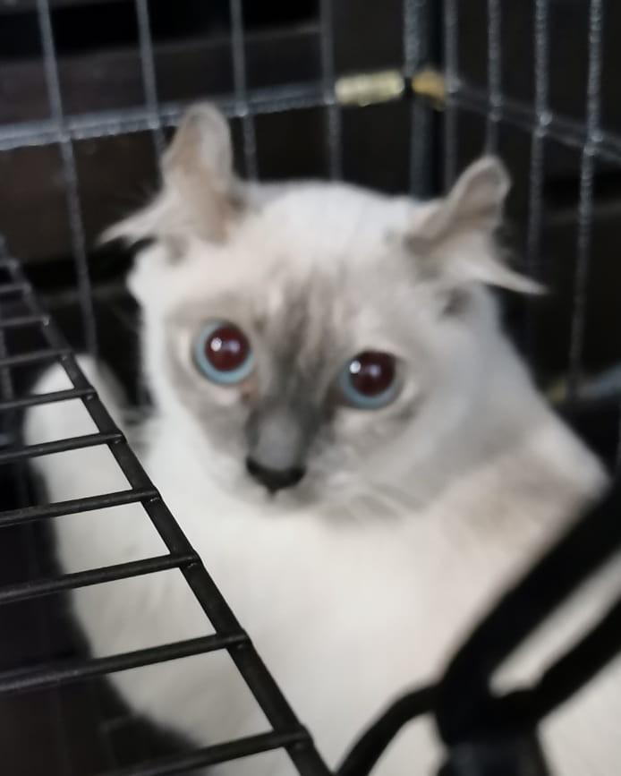 Persian Mix American Curl On Carousell