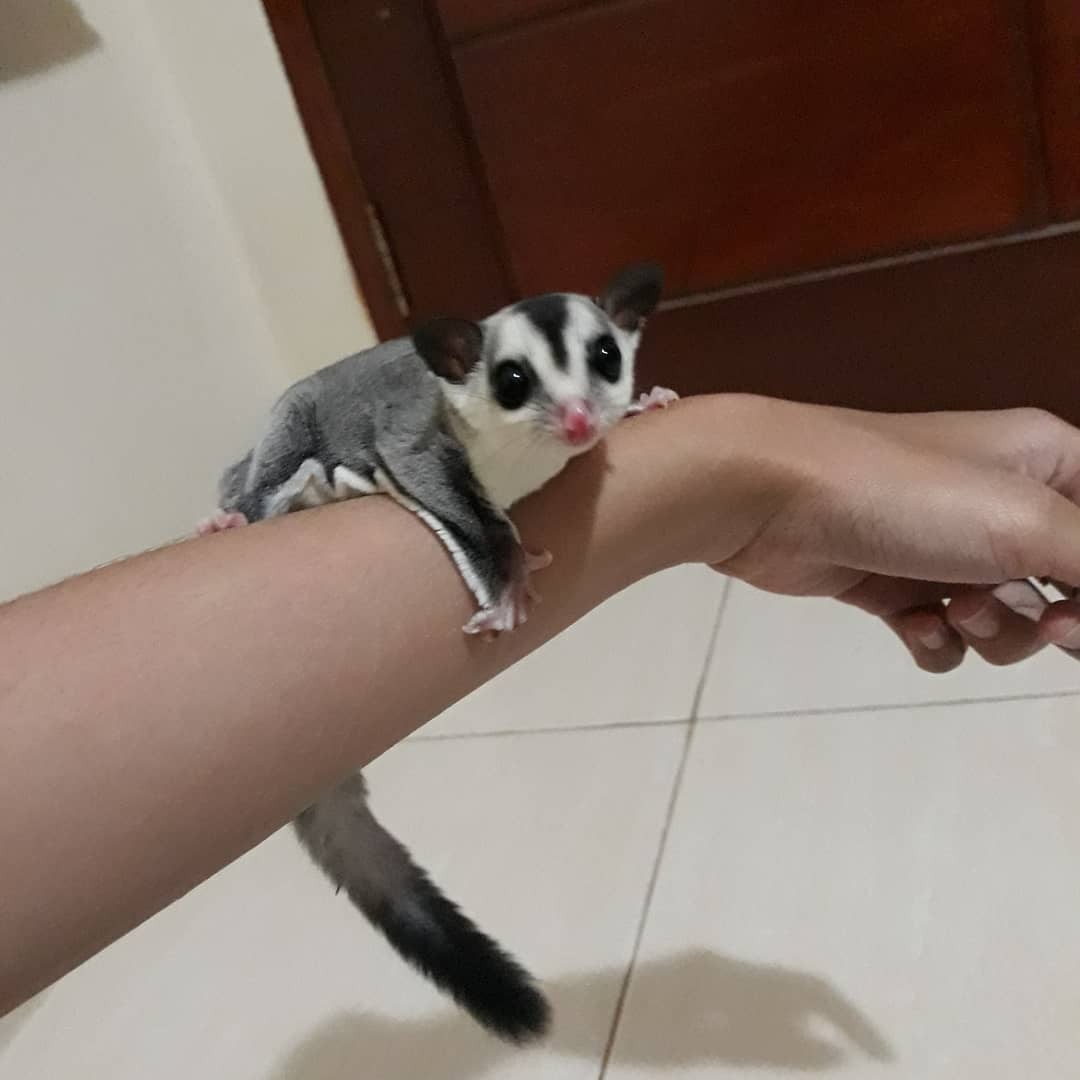 Sugar Glider White Face Perlengkapan Hewan Aksesoris Hewan Di Carousell