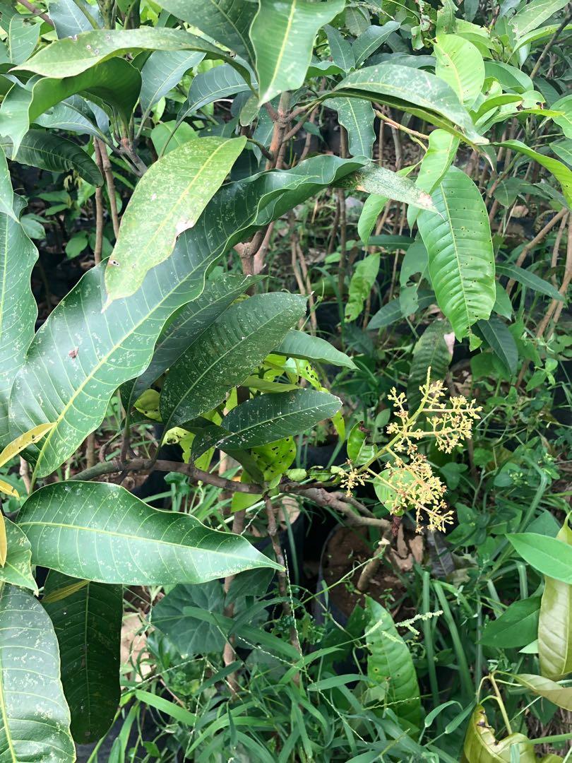 Catimon Tree Sweet Catimon Mango, Furniture & Home Living, Gardening, Plants & Seeds ...