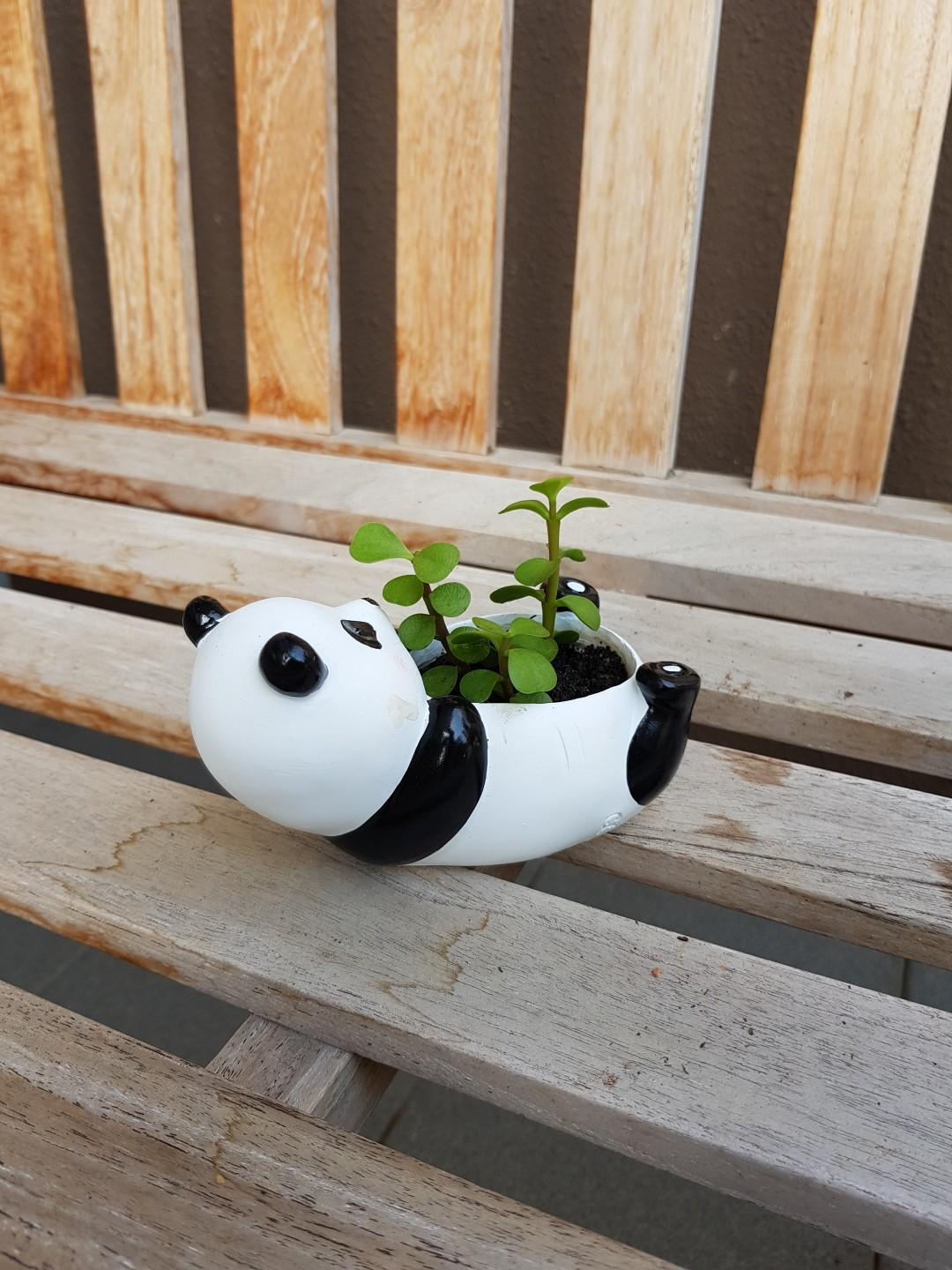 Cute Panda Planter With Succulent Gardening Pots Planters On Carousell