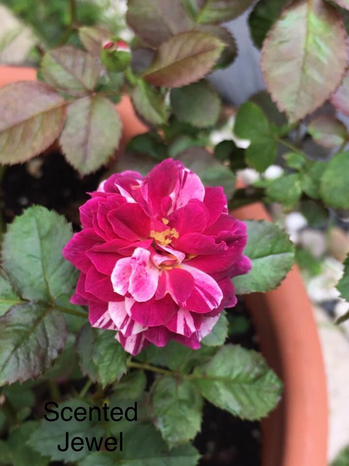 Fragrant patio rose Scented Jewel, Furniture & Home Living, Home Decor