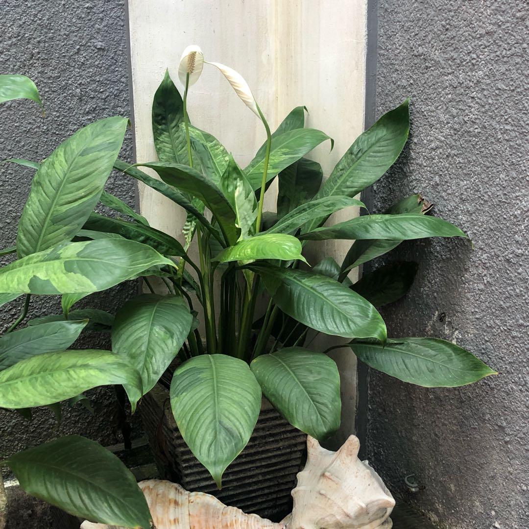 Spathylum Peace Lily Rimbun Dan Bunga Perkebunan Di Carousell Every part of the world takes pride in its natural gift of flora and vegetation. spathylum peace lily rimbun dan bunga