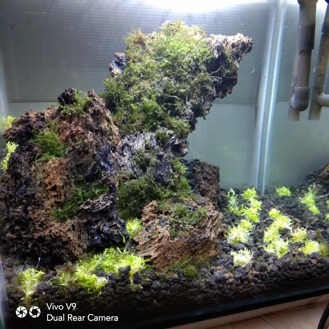 5700 Koleksi Aquarium Cupang Aquascape HD Terbaru