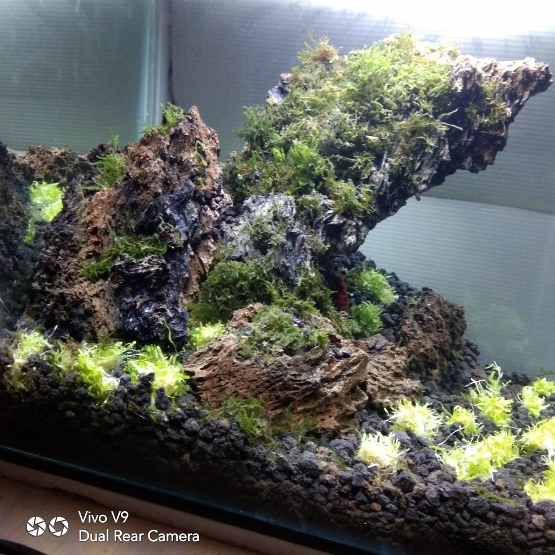470 Pembersih Aquarium Cupang Terbaru