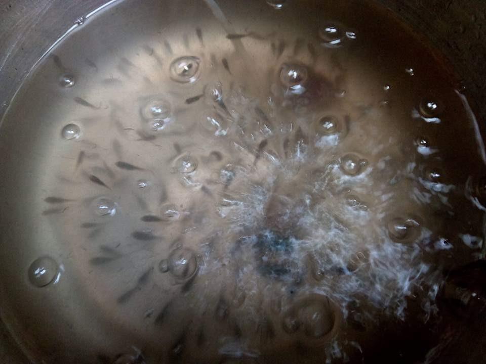 Black Tilapia Fingerlings, Furniture & Home Living, Gardening, Soil