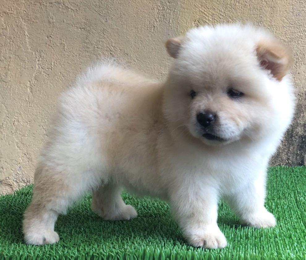 chow chow teddy bear toy