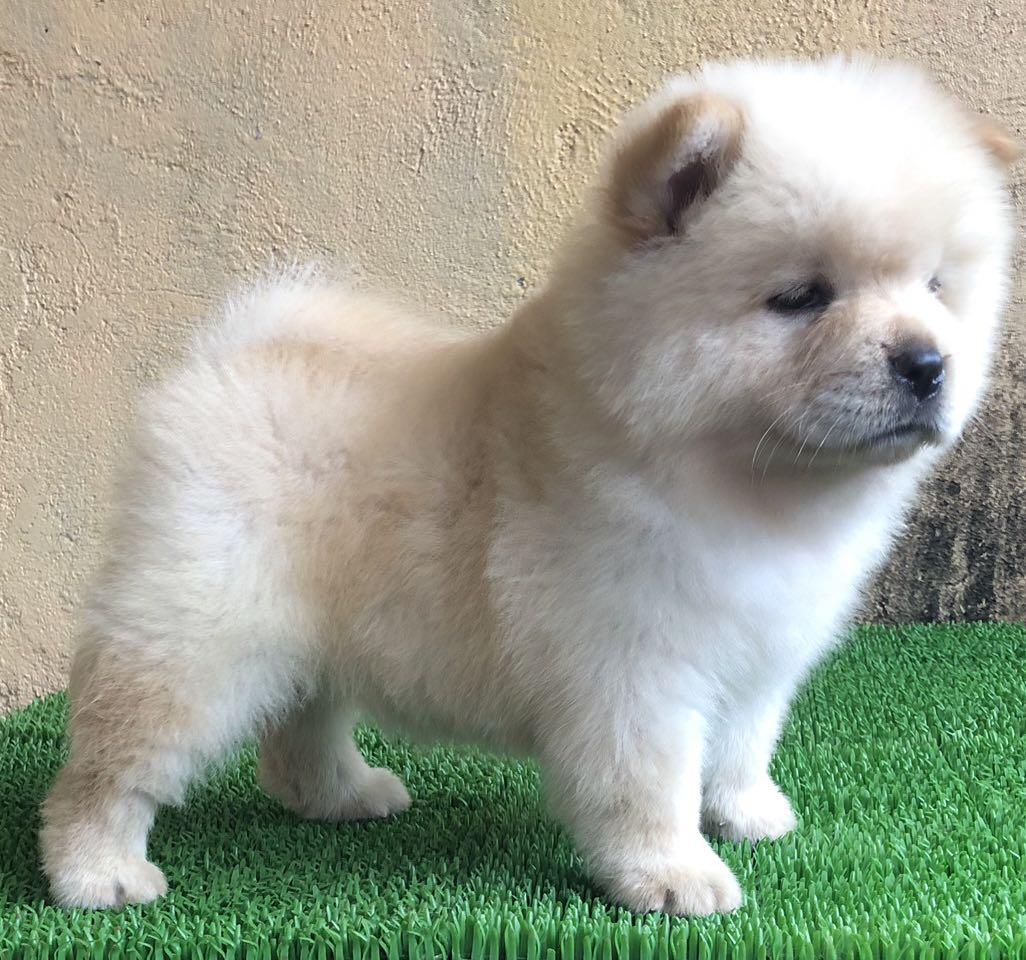 chow chow stuffed animal