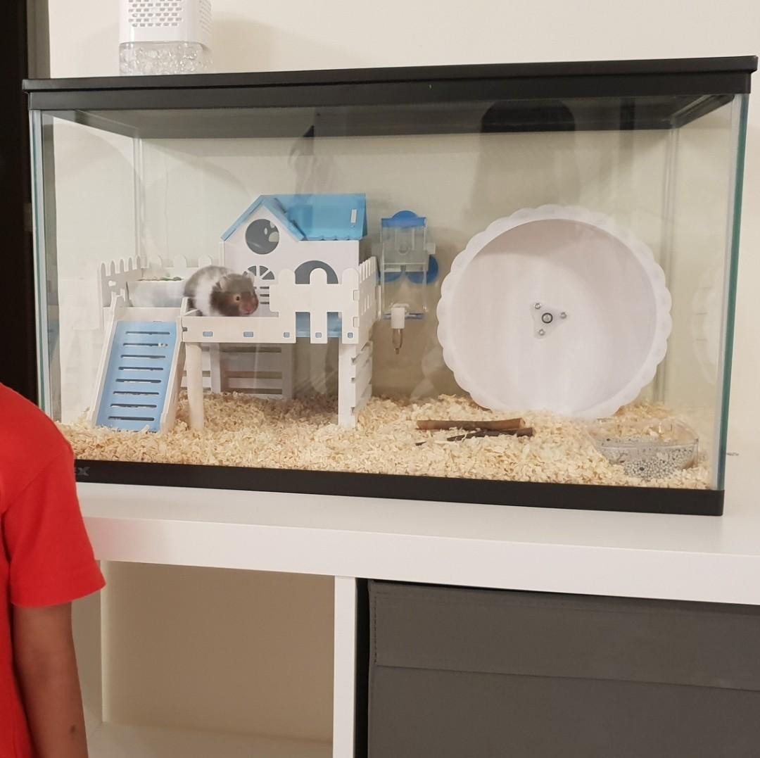 Hamster wheel for glass sale tank
