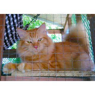 Cat Breeds View All Cat Breeds Ads In Carousell Philippines