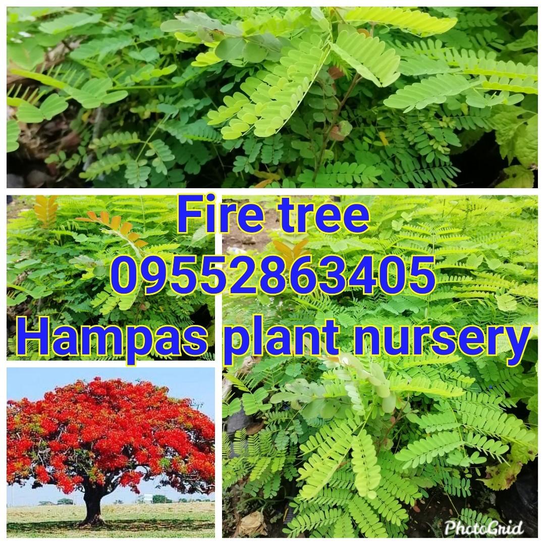 Fire Tree Seedlings Gardening Flowers Plants On Carousell