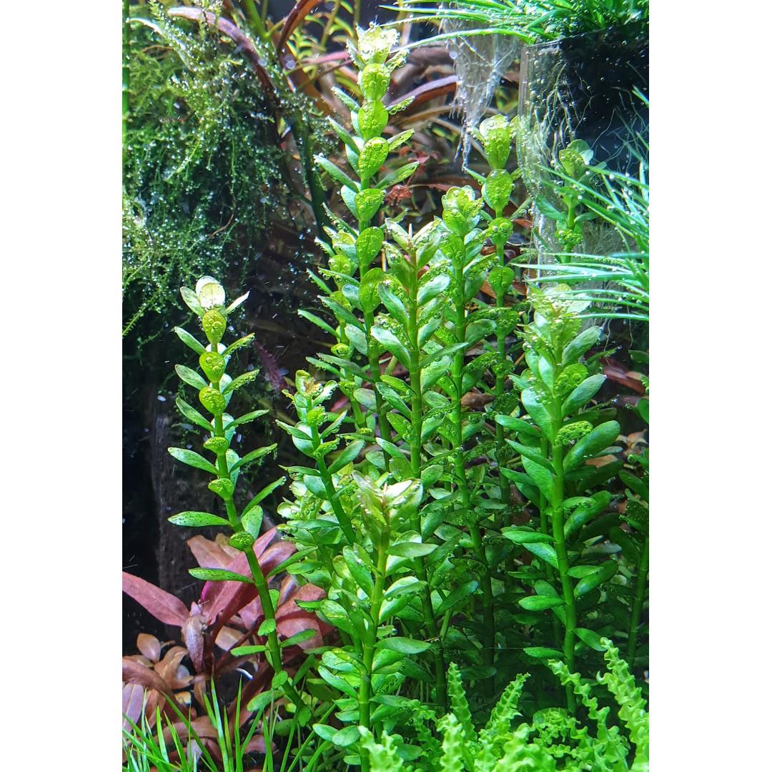 Rotala Indica Bonsai Ammania Bonsai Aquatic Plant Gardening Plants On Carousell
