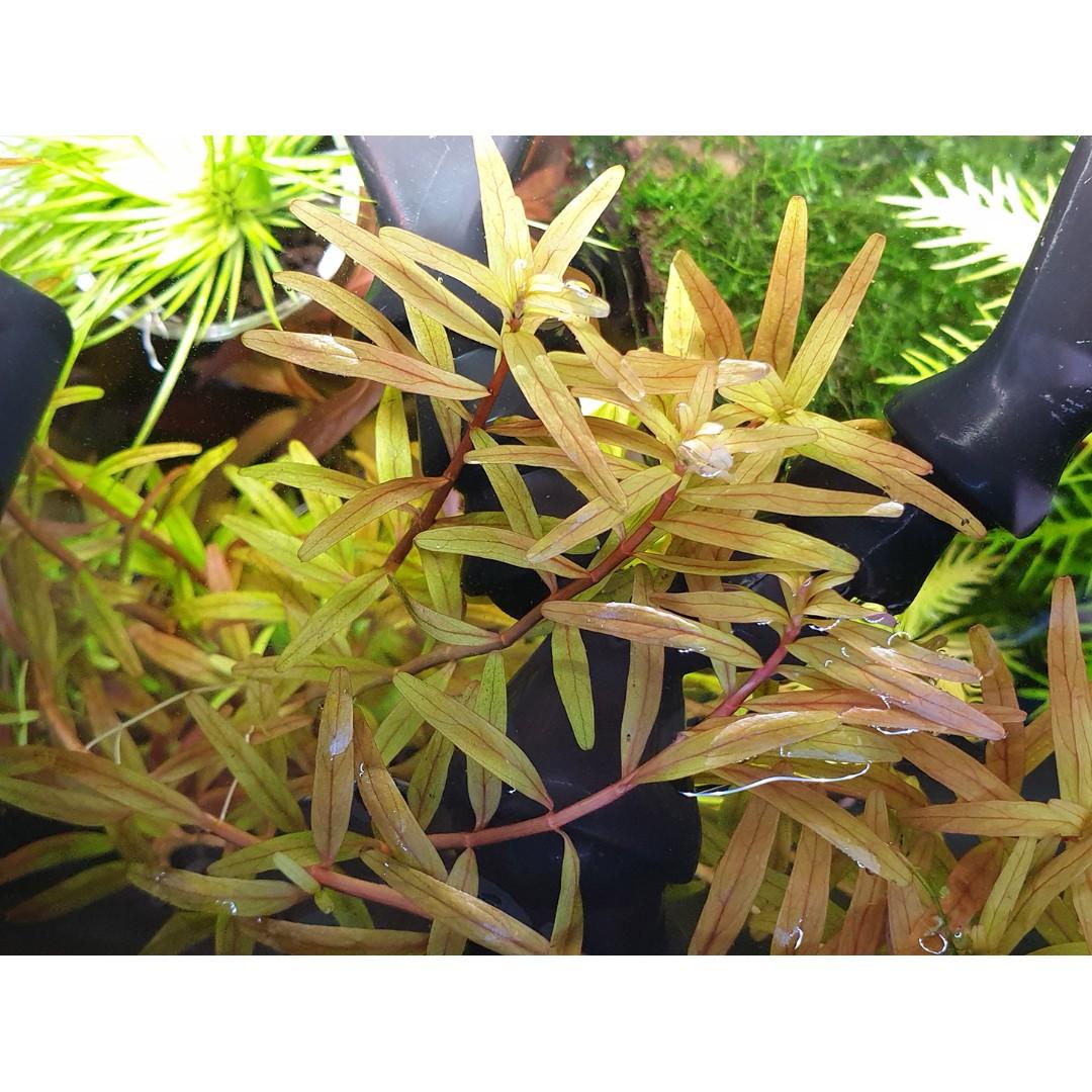 Rotala rotundifolia Dwarf Rotala aquatic plant, Furniture & Home