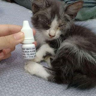 Affordable Ubat Mata Kucing For Sale Pet Supplies Carousell Malaysia