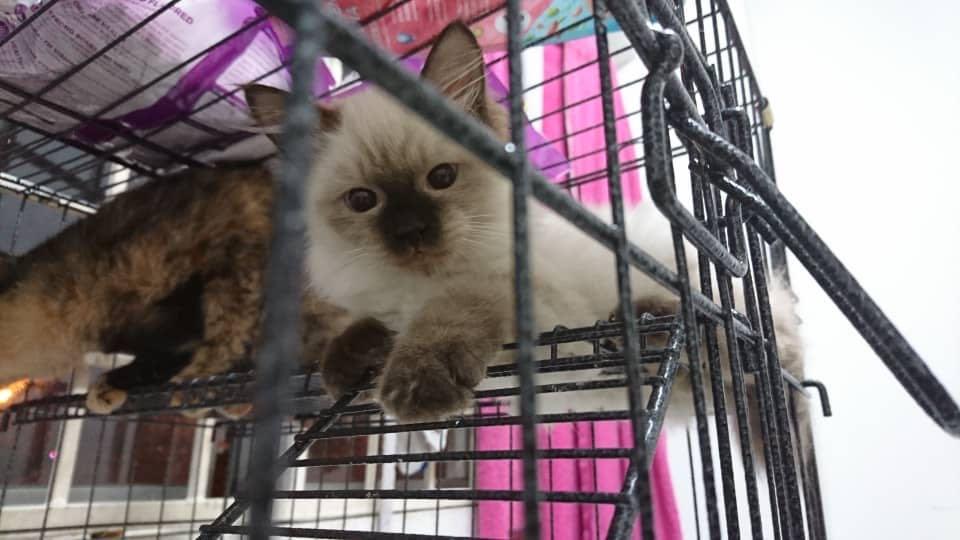 Mix Mainecoon Cat On Carousell