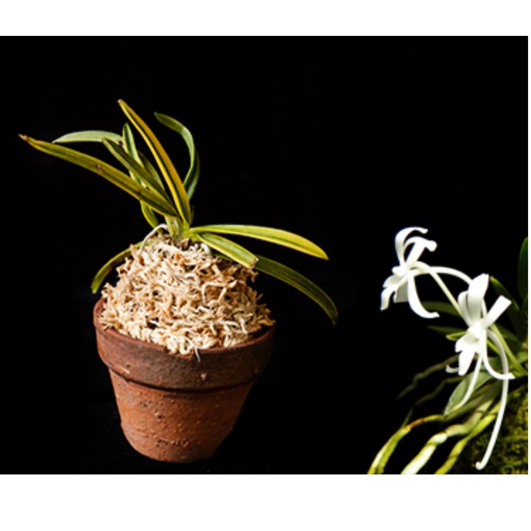 Neofinetia falcata 'Fugaku' 富嶽 miniature orchid *FRAGRANT*, Furniture ...