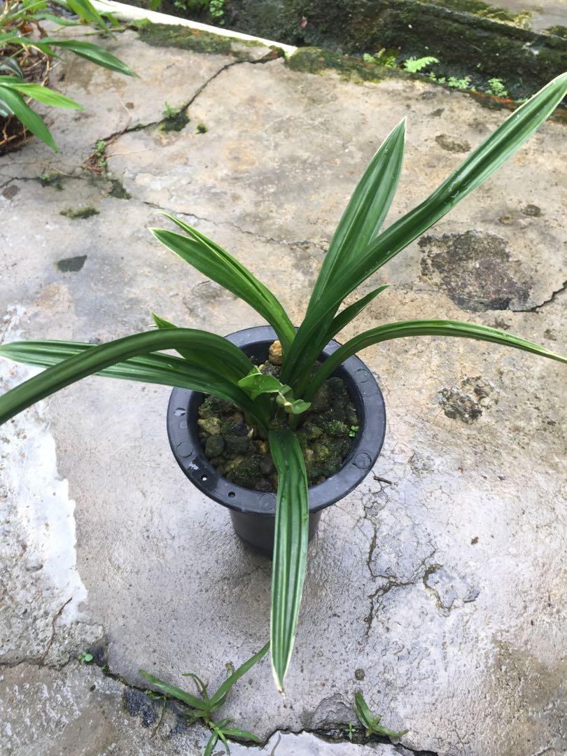名種國蘭達摩白爪藝 傢俬 家居 園藝 植物及種子 Carousell