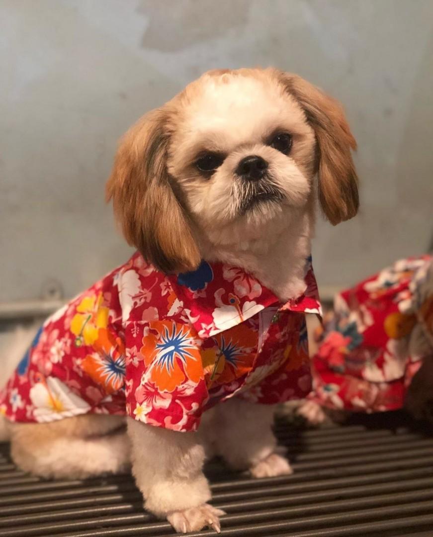 Anjing Shithzu Pet Supplies Accessories On Carousell