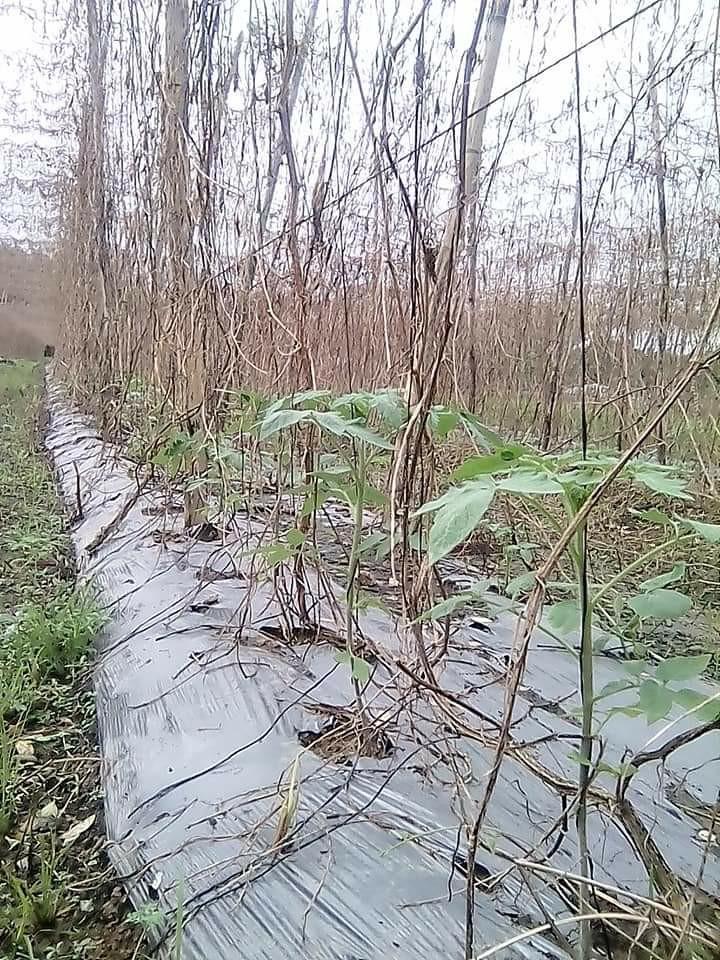 Polyethylene sheet, Furniture & Home Living, Gardening, Gardening Tools