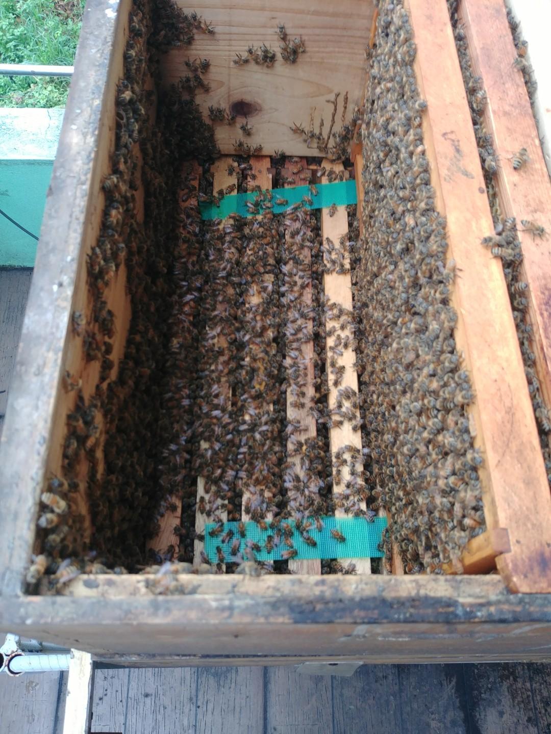 Bee Colony for sale Apis mellifera, Community on Carousell