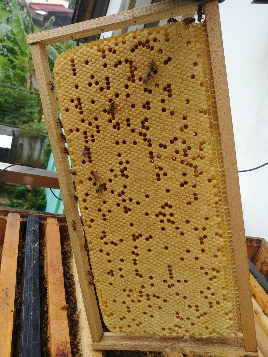 Bee Colony for sale Apis mellifera, Community on Carousell