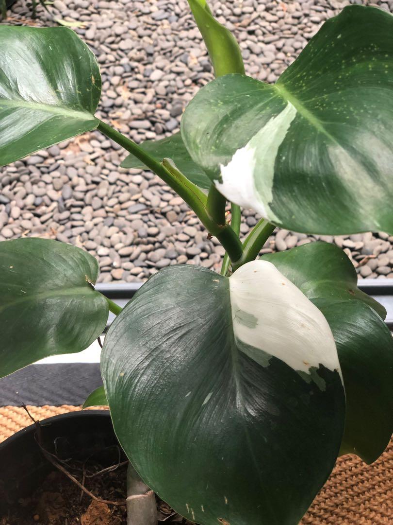 Philodendron white wizard