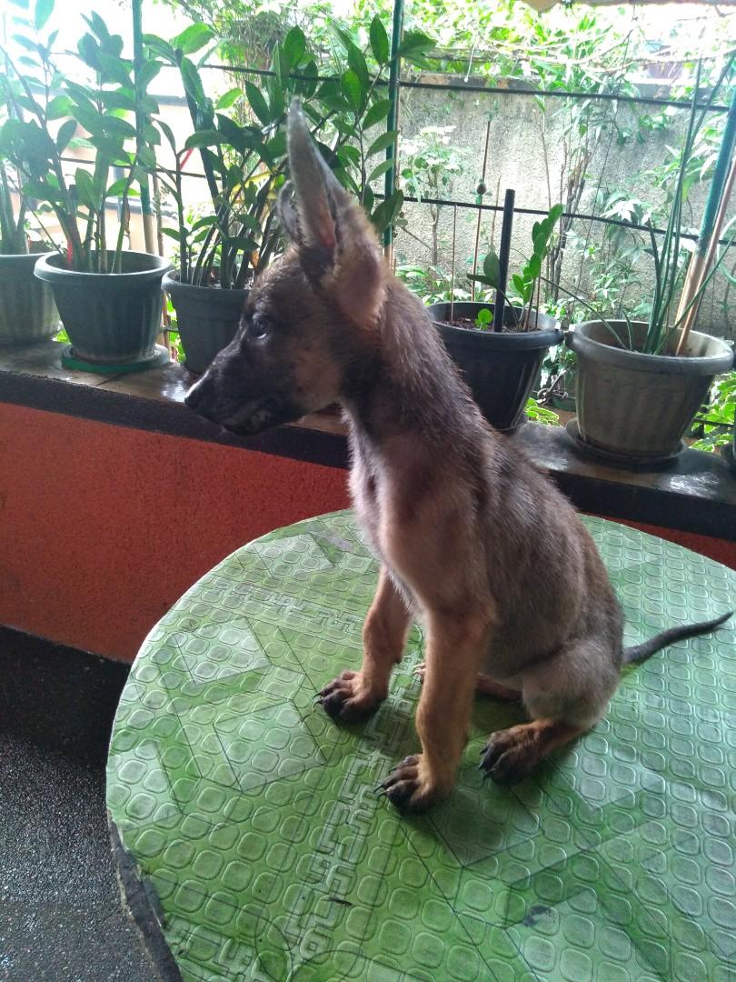 Pure outlet belgian malinois