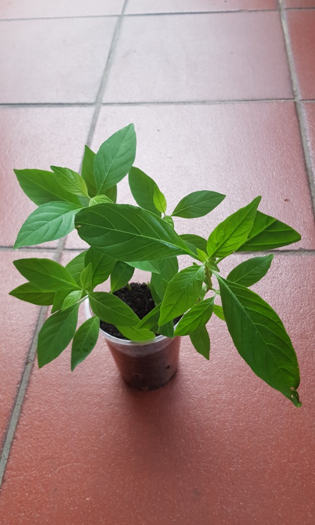 Snake Jasmine , Furniture & Home Living, Gardening, Plants & Seeds on  Carousell