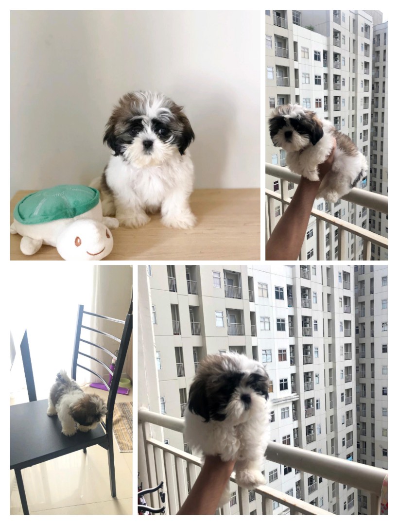 Anjing Shih Tzu Mini Mobile Phones Tablets Android Phones