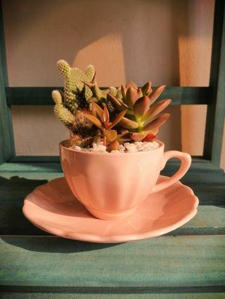 Mini Garden in Teacup