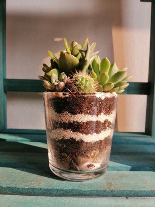 Cactus Succulent Terrarium