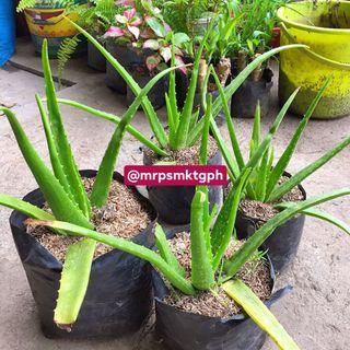Aloe Plants View All Aloe Plants Ads In Carousell Philippines