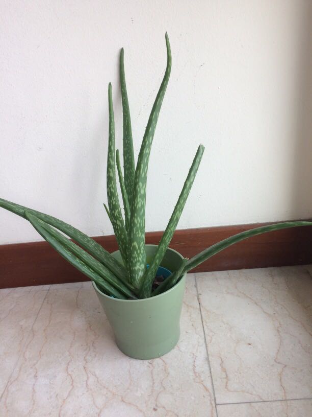 Ikea Pot With Aloe Vera Plant Gardening Plants On Carousell