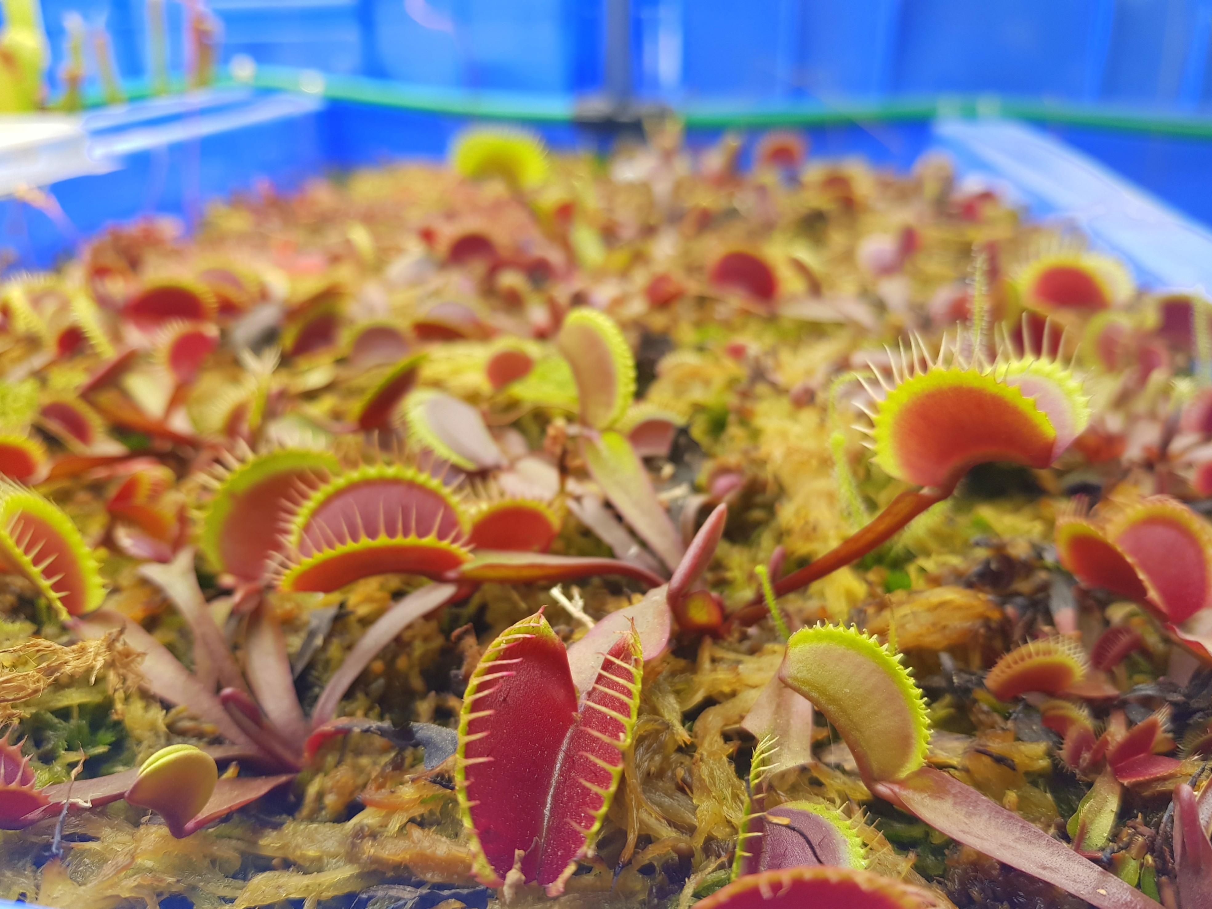 Locally Bred Carnivorous Plants Venus Fly Trap Sundew Pitcher Plant Byblis Gardening Plants On Carousell