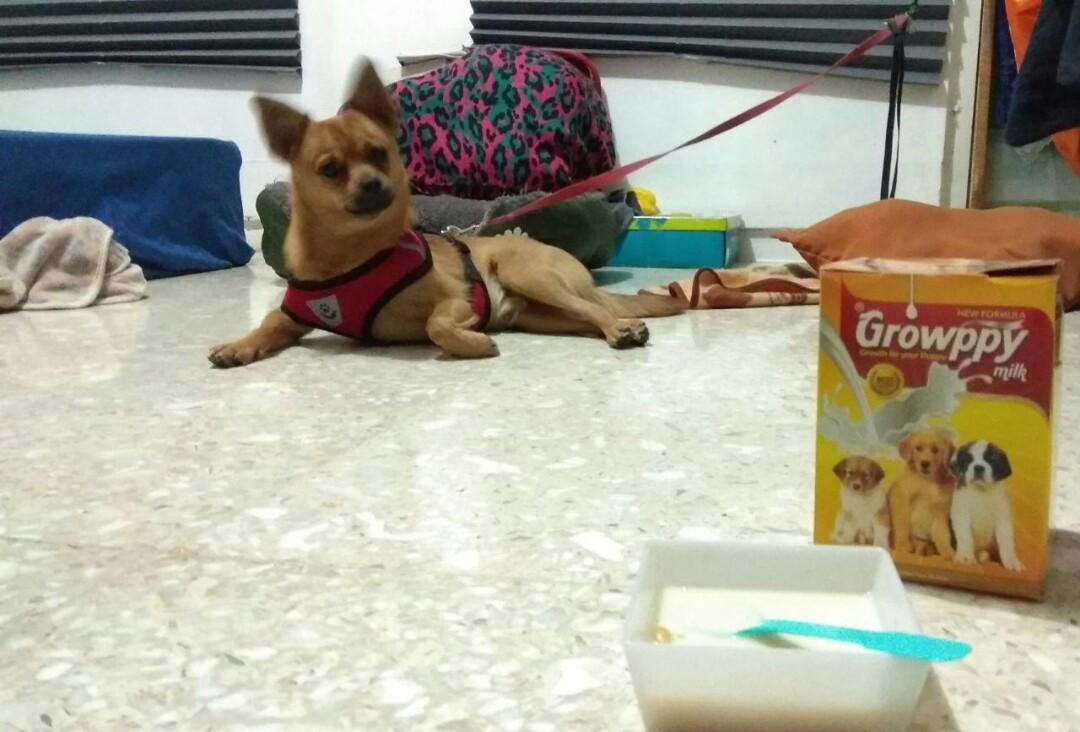 Pacak Gratis Jantan Yorkie Chi Hua Chua Perlengkapan Hewan Aksesoris Hewan Di Carousell