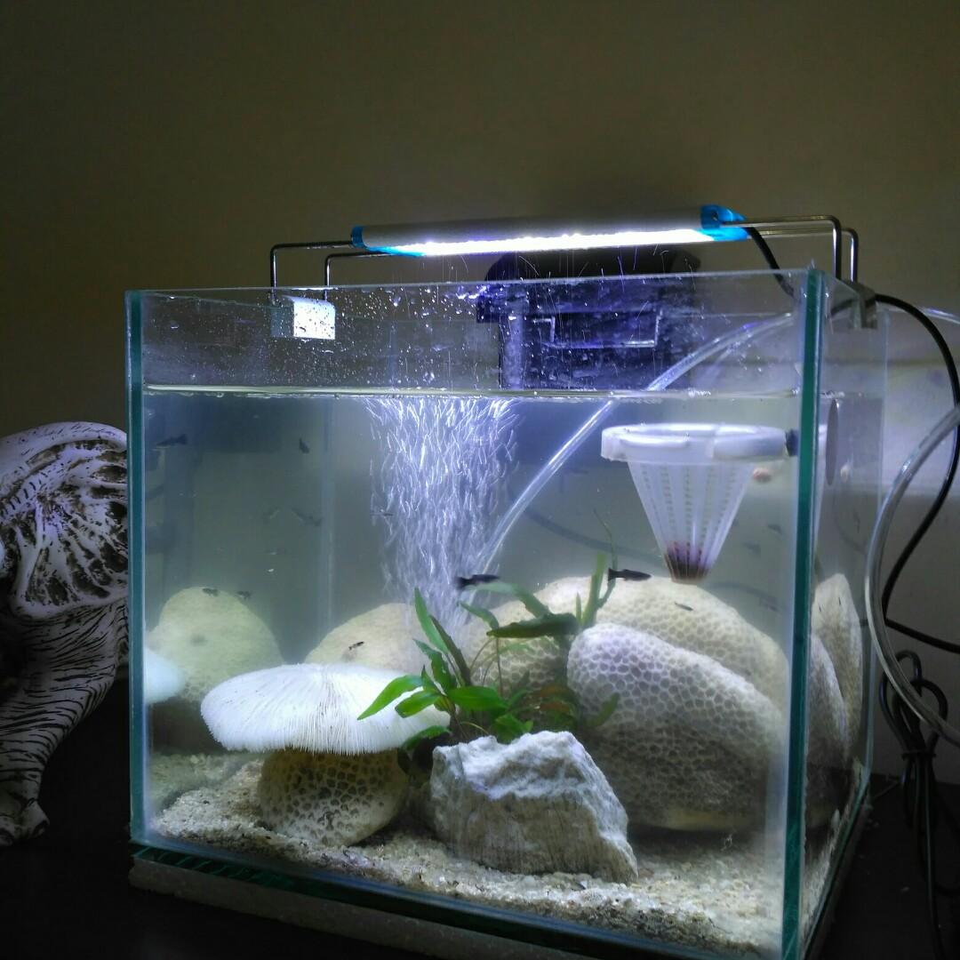 83 Ukuran Aquarium Untuk Koki Gratis