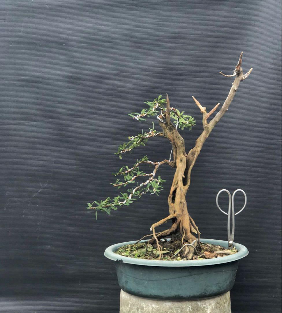 Bonsai Salin Dugo Gardening Flowers Plants On Carousell