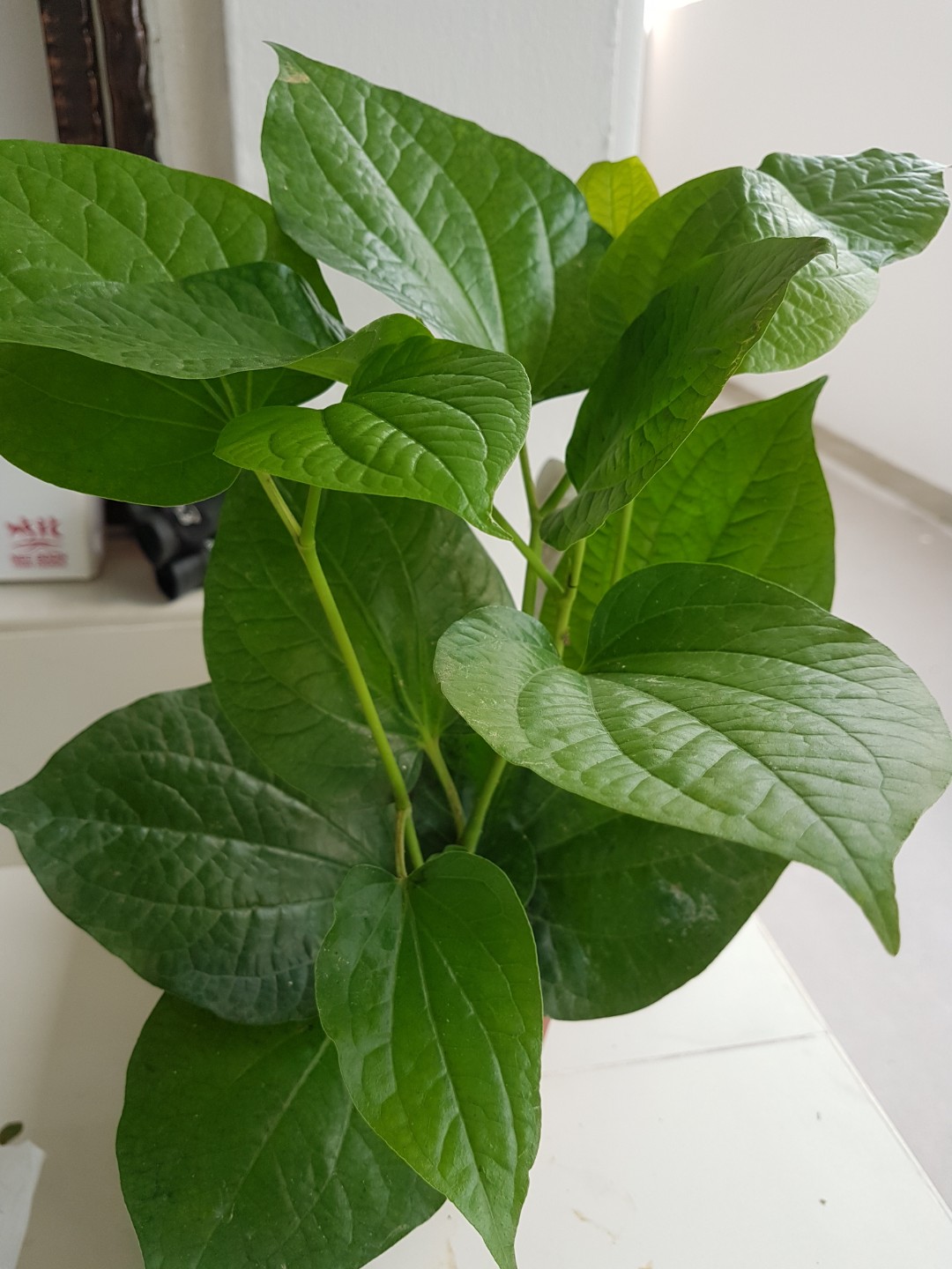 Delicious Daun Kaduk Mylittlegardenshop Gardening Plants On Carousell