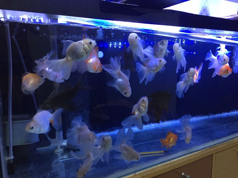 940 Koleksi Aquarium Koki Background Hitam Gratis