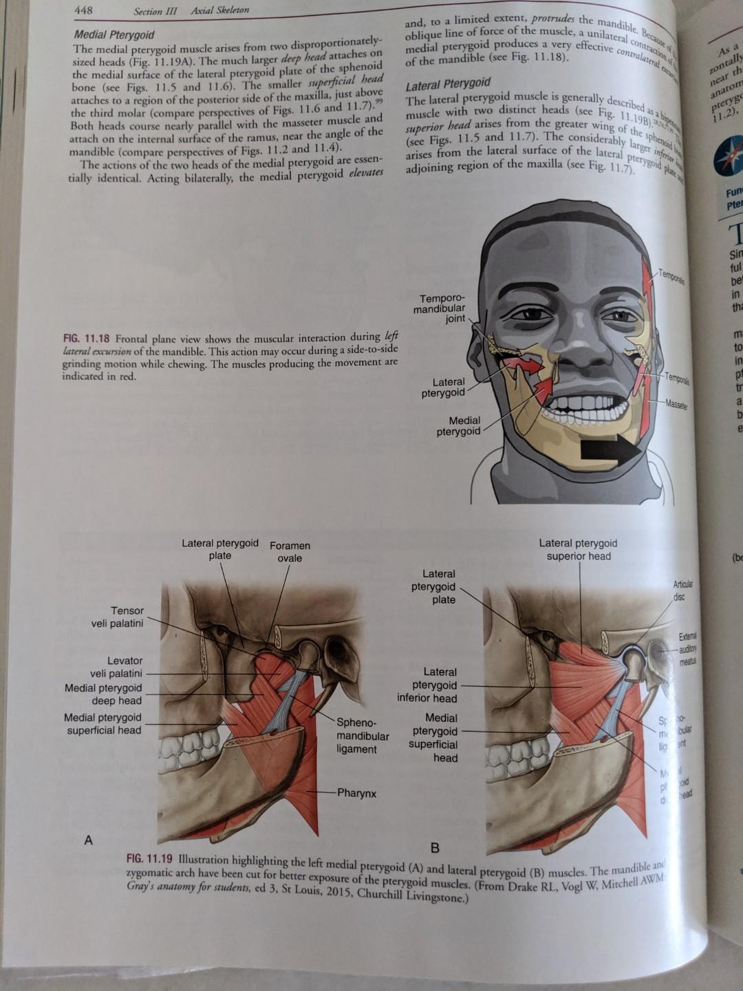 Physio Kinesiology Of The Musculoskeletal System Foundations For Rehabilitation 3rd Edition Neumann Donald A Hobbies Toys Books Magazines Assessment Books On Carousell
