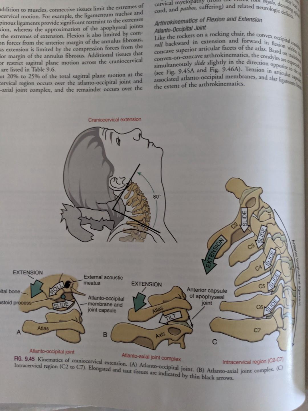 Physio Kinesiology Of The Musculoskeletal System Foundations For Rehabilitation 3rd Edition Neumann Donald A Hobbies Toys Books Magazines Assessment Books On Carousell