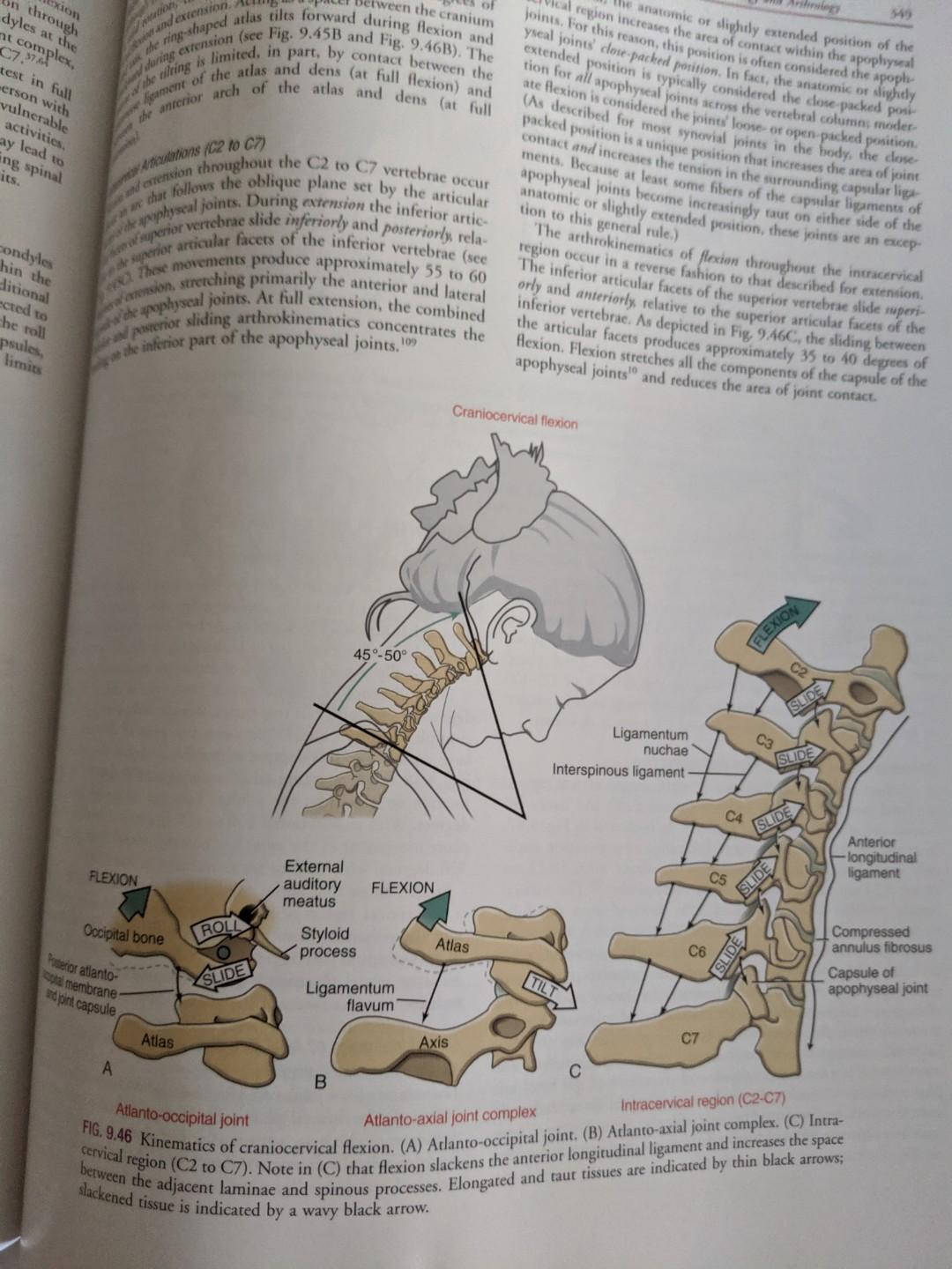 Physio Kinesiology Of The Musculoskeletal System Foundations For Rehabilitation 3rd Edition Neumann Donald A Hobbies Toys Books Magazines Assessment Books On Carousell
