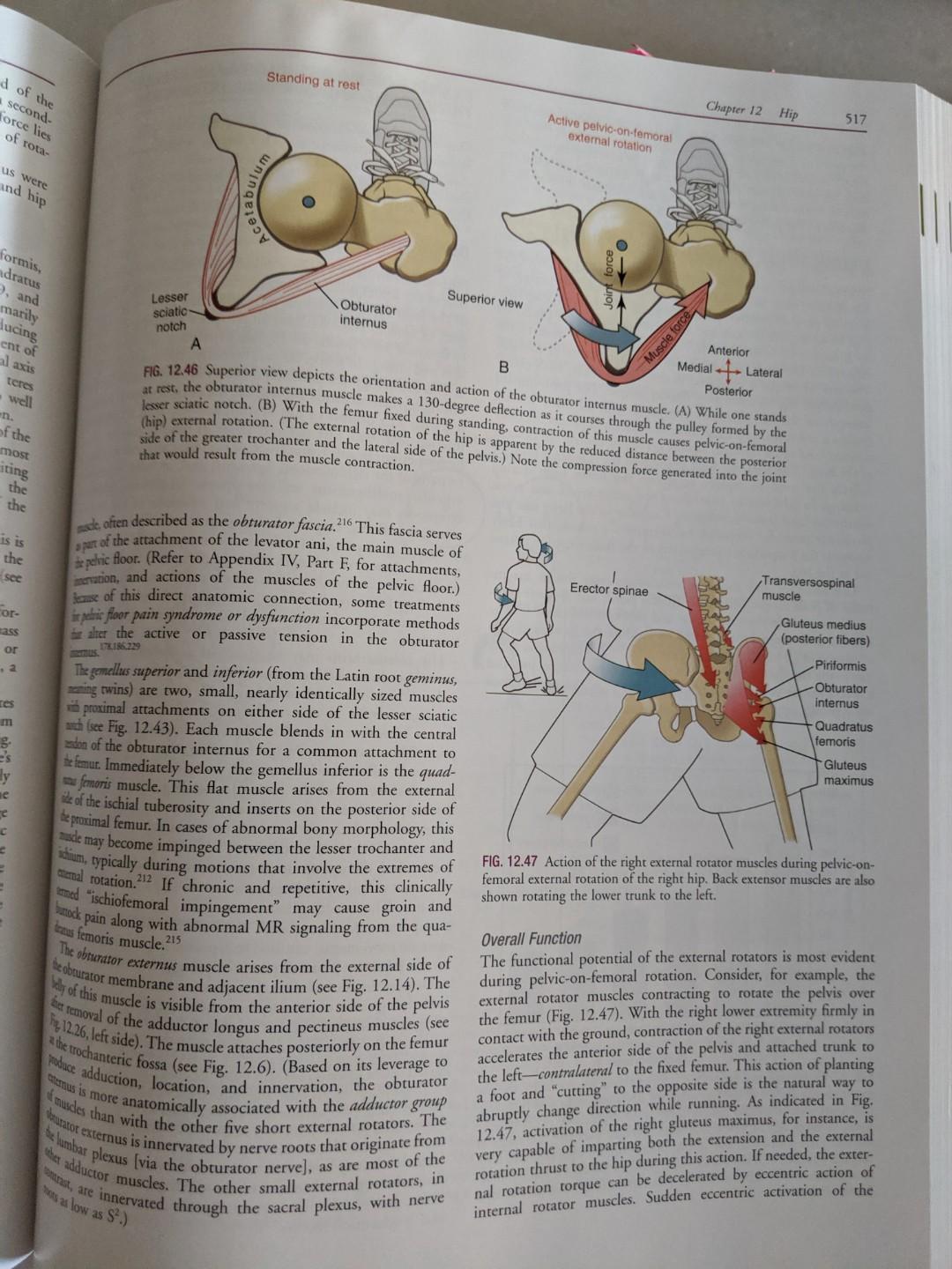 Physio Kinesiology Of The Musculoskeletal System Foundations For Rehabilitation 3rd Edition Neumann Donald A Hobbies Toys Books Magazines Assessment Books On Carousell