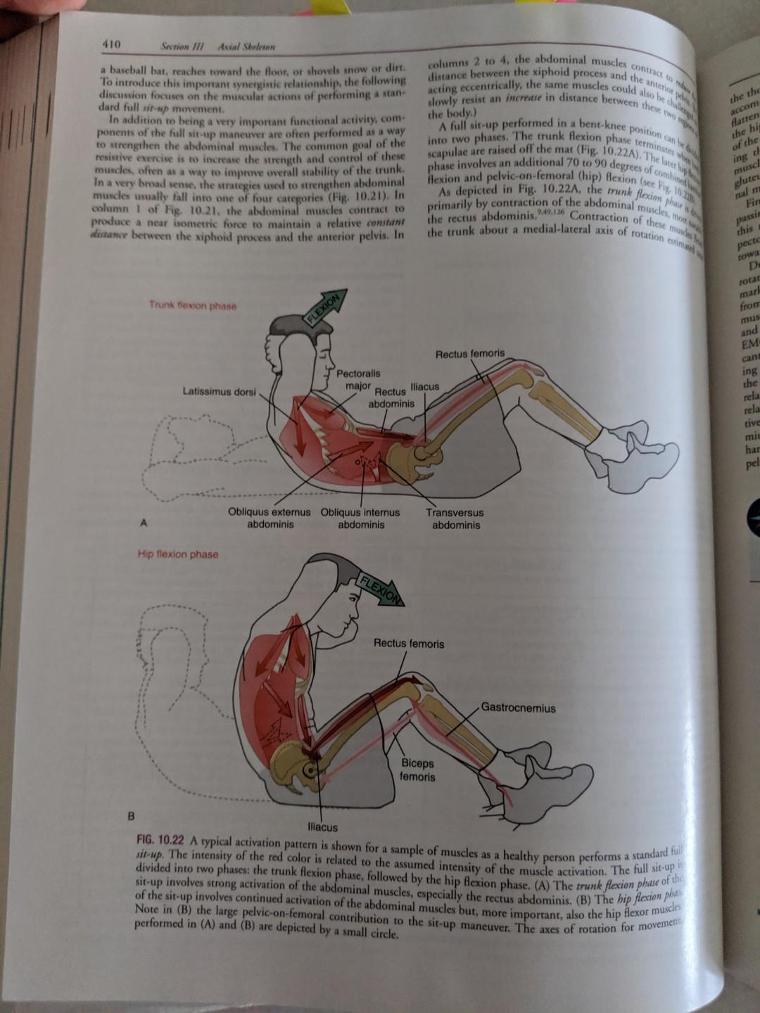 Physio Kinesiology Of The Musculoskeletal System Foundations For Rehabilitation 3rd Edition Neumann Donald A Hobbies Toys Books Magazines Assessment Books On Carousell