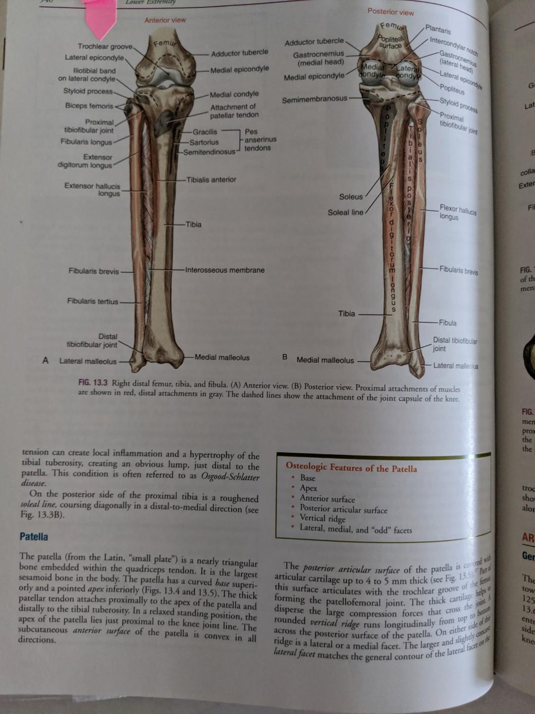 Physio Kinesiology Of The Musculoskeletal System Foundations For Rehabilitation 3rd Edition Neumann Donald A Hobbies Toys Books Magazines Assessment Books On Carousell