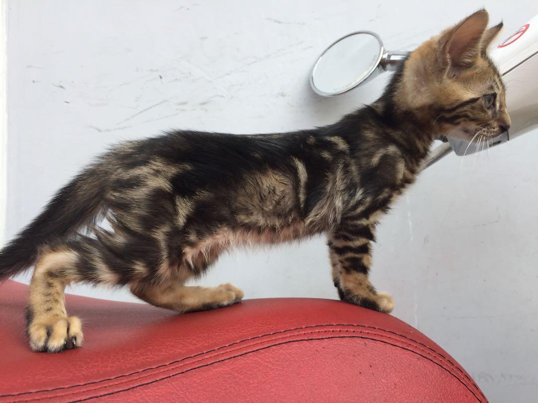 Foto Kucing Bengal Marble Kucing bengal masuk dalam kategori kucing hutan liar. imageds blogger